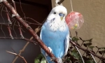 Igračke za parrot, kako napraviti igračku za papagaj s vlastitim rukama